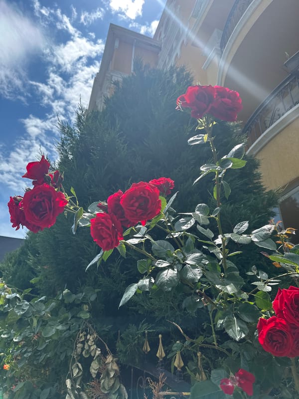 Red roses bloom in Nesebar garden scene