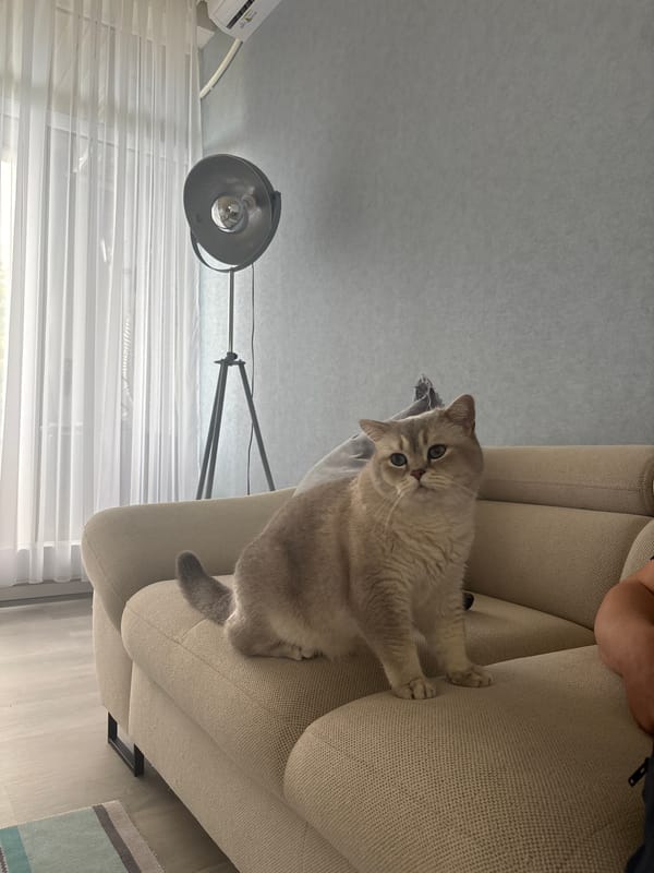 Cat lounges on sofa during German football broadcast