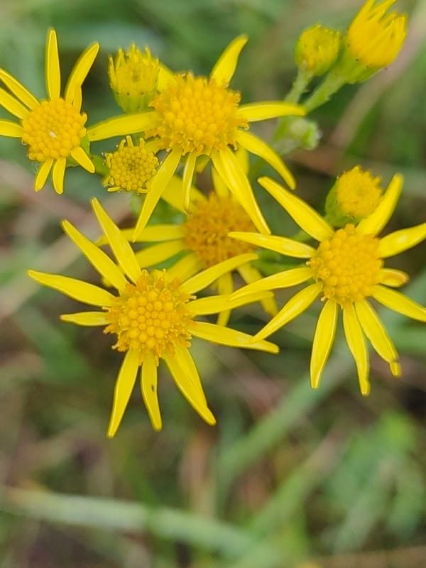 Wildflowers after rain on a gray Hrodna morning