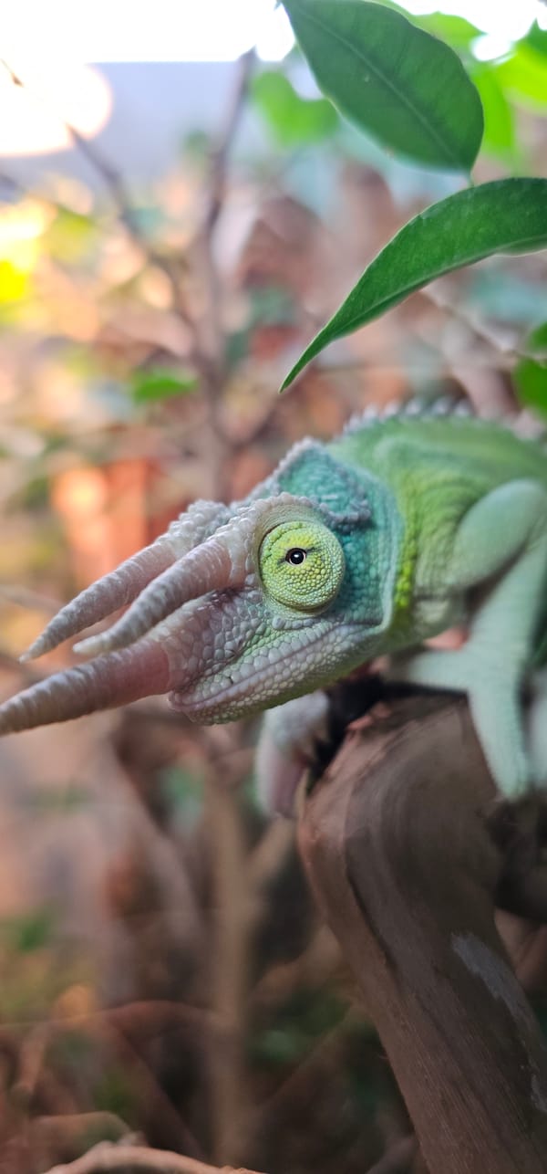 Jackson's chameleon photographed in enclosure in Moscow