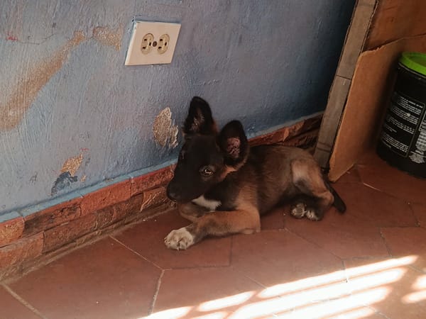 Puppy plays with owner in Juan Griego home