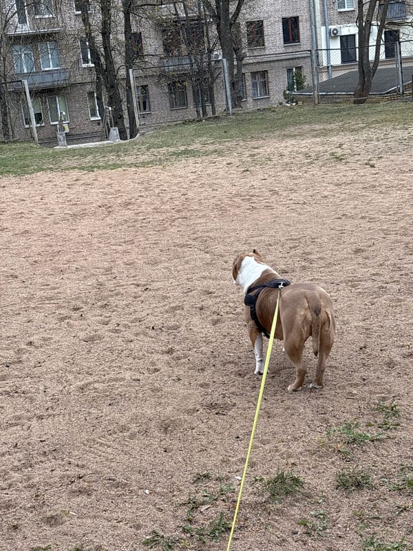 Dog spotted on sandy ground in Minsk