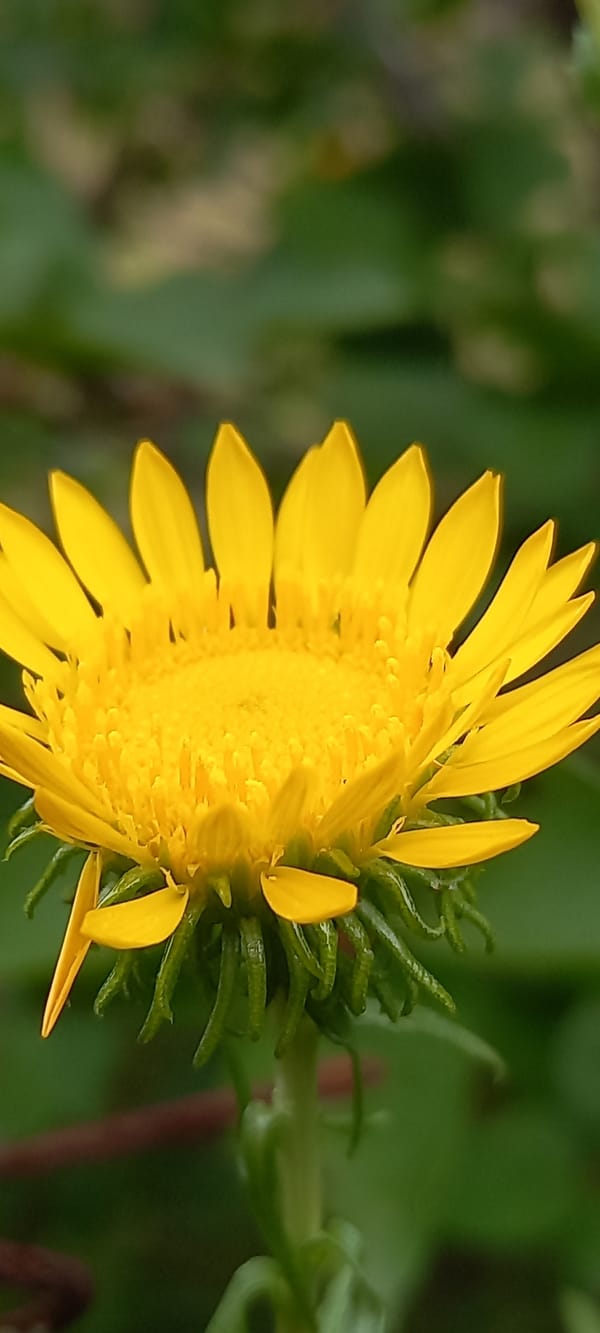 Macro botanical survey of garden and wild plants in Kryvyi Rih