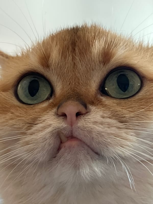 Orange tabby cat, two angles, Bar Montenegro