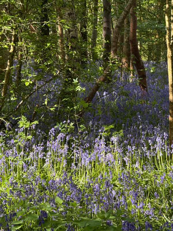 Spring countryside walk documented through flowering landscapes and rural scenes