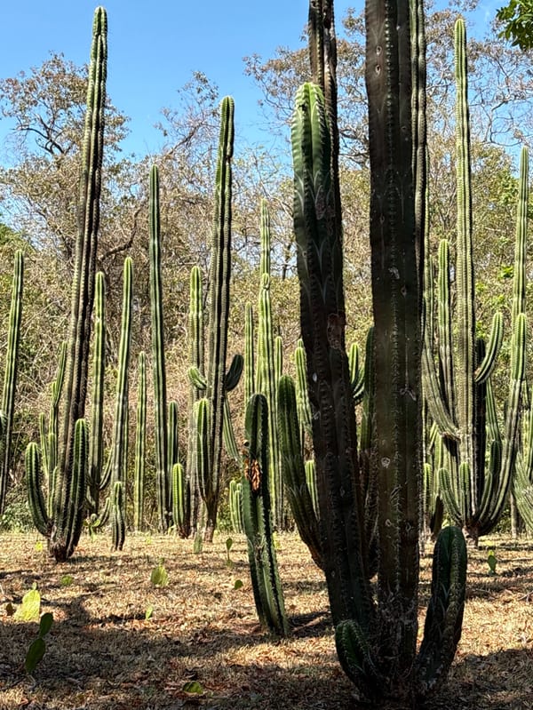 Tourist documents cactus forest in Costa Rica