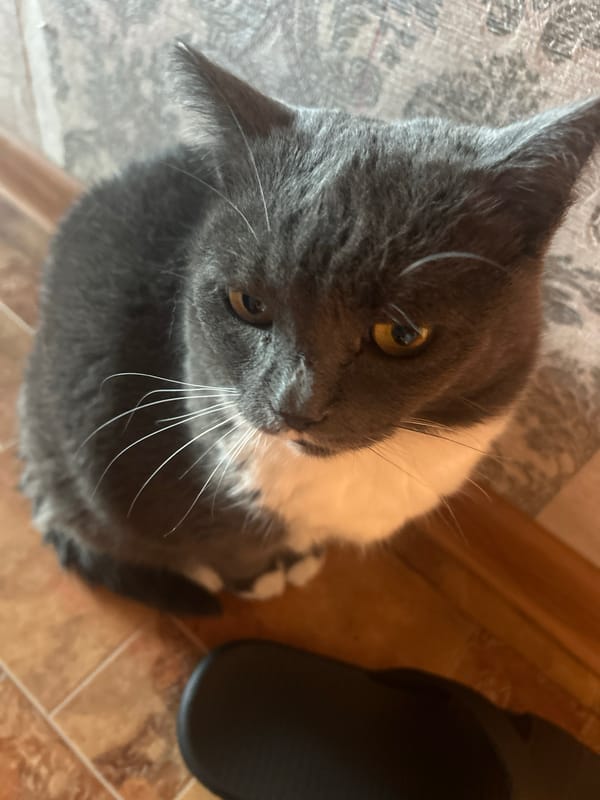 Morning cat activities captured around Omsk apartment