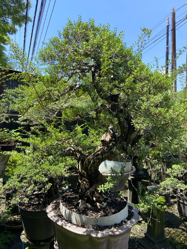 Rural morning scene with bonsai trees documented in Buleleng