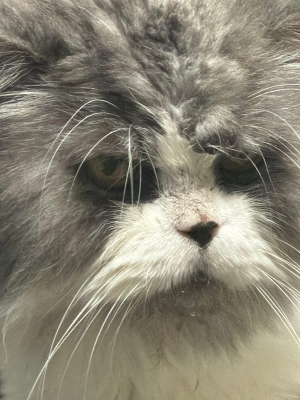 Gray cat photographed in multiple poses during morning hours