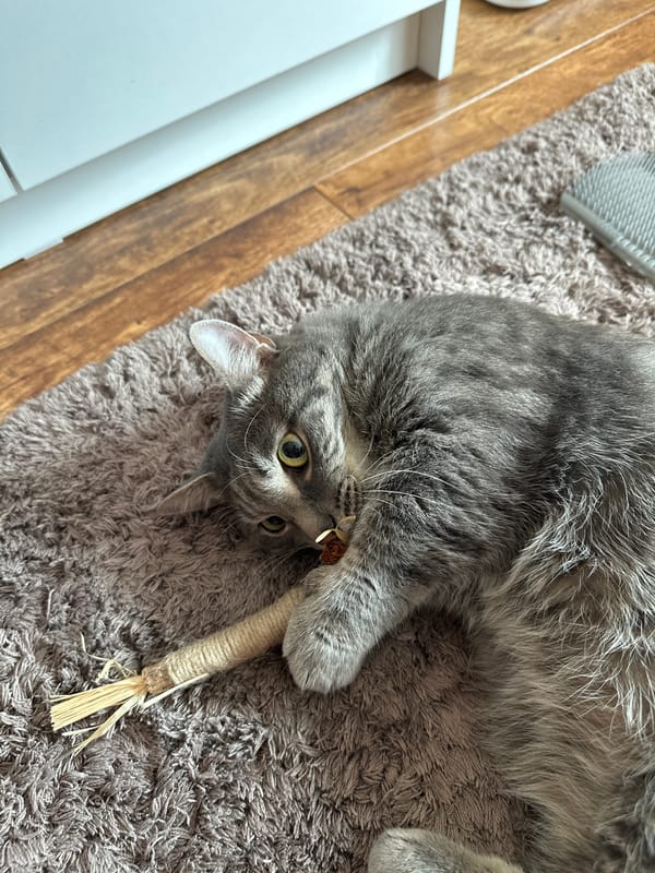 Cat plays with toy on carpet in Krasnoyarsk