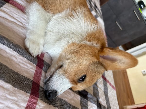 Corgi and tabby cat lounge on patterned blankets indoors