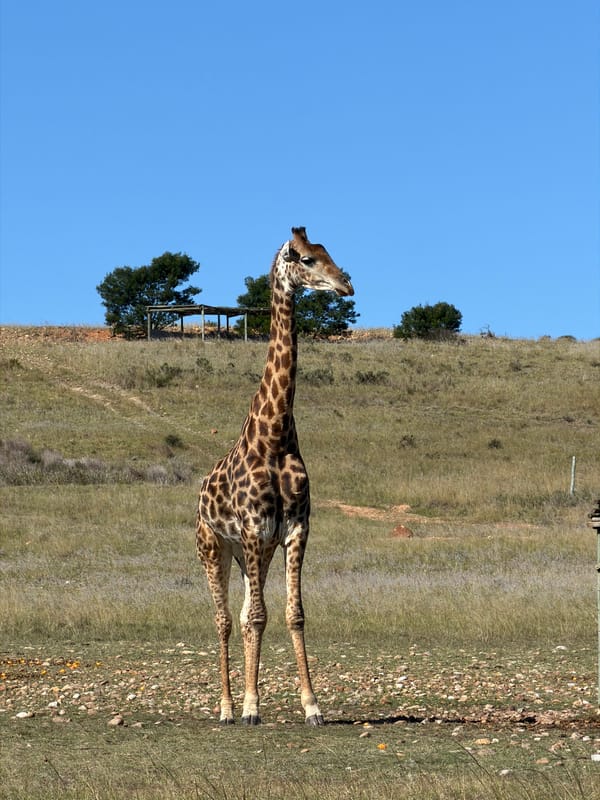 Wildlife viewing session captures giraffes, ostriches in Swellendam fields