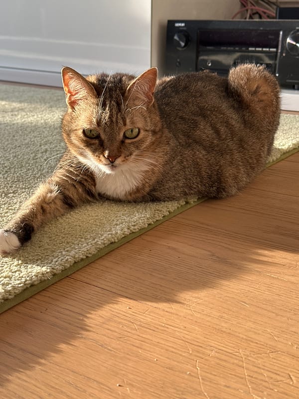 Cats observed resting indoors in Minsk during sunny afternoon