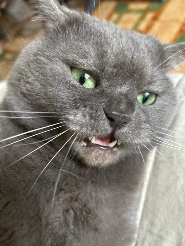Grey cat documented in Barcelona apartment, street scenes captured