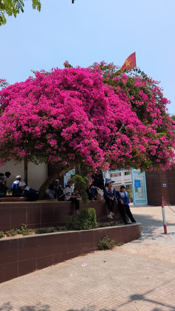 Vietnamese schoolchildren gather under blooming bougainvillea tree in Lạc Viên