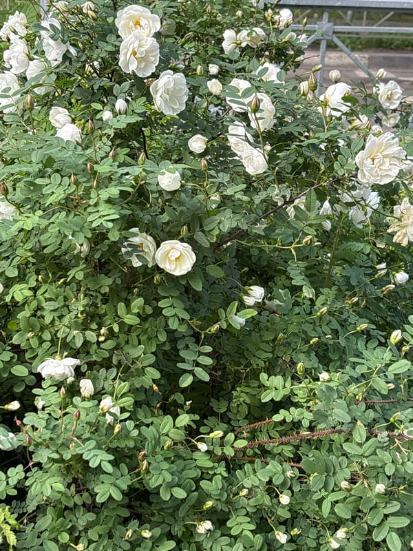 Morning garden walk documented in Saint Petersburg
