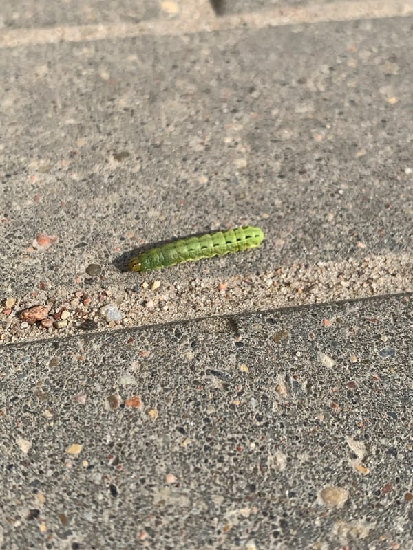 Green caterpillar spotted crawling on concrete in Hrodna