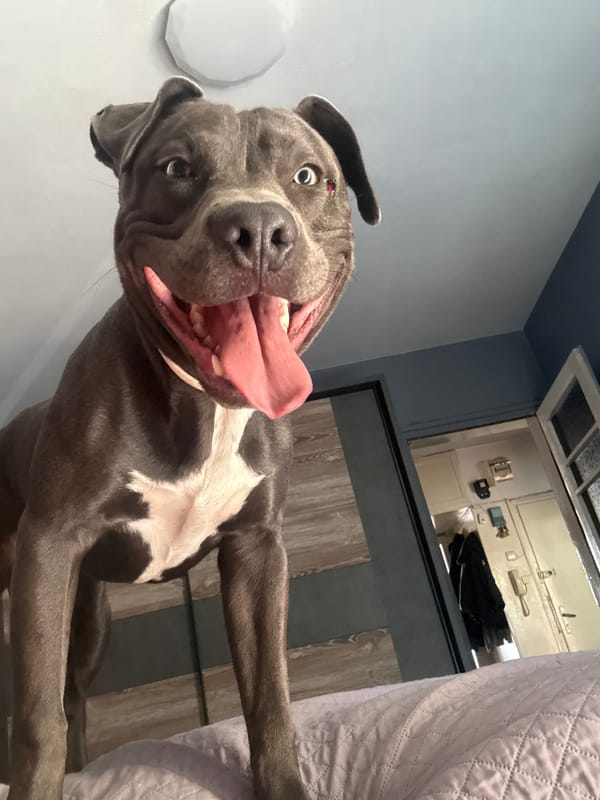 Gray pit bull plays with teal toy on a purple bed in Varna