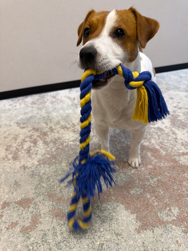 Jack Russell terrier plays at home in Moscow