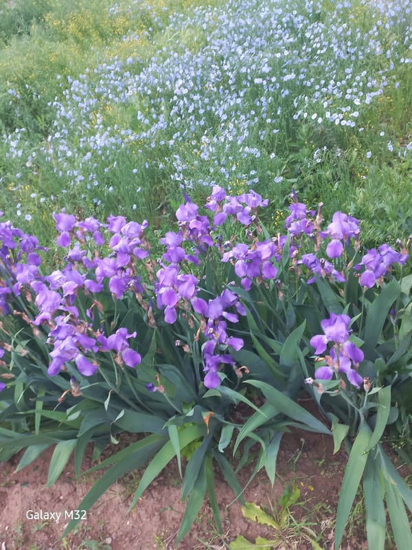 Spring flowers bloom in Volzhsky gardens