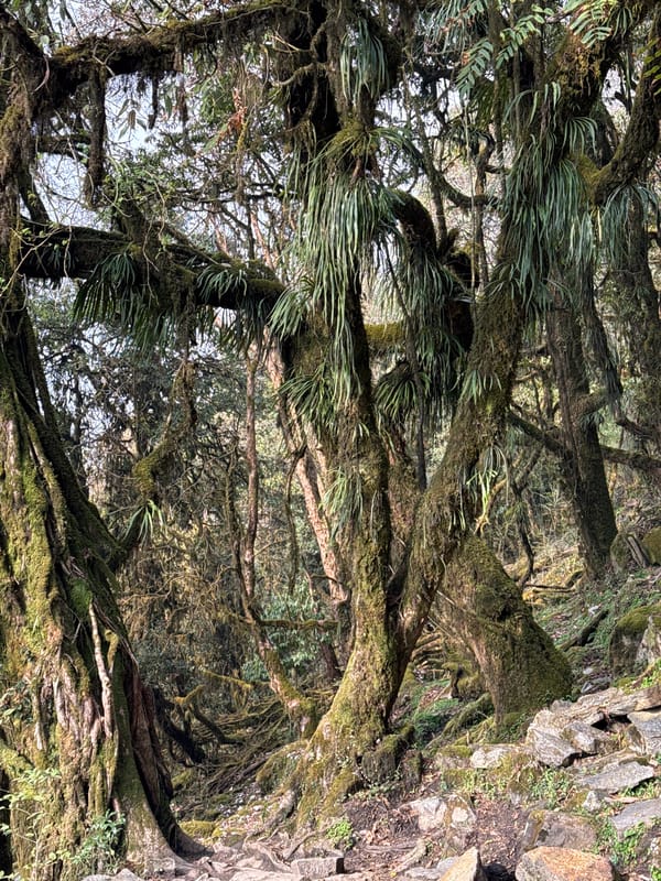Ancient forest scene documented in mountainous Lumre, Nepal