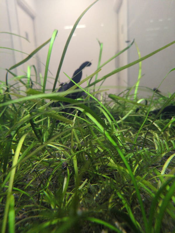 Bengaluru resident captures morning aquarium care, lunch, architecture details