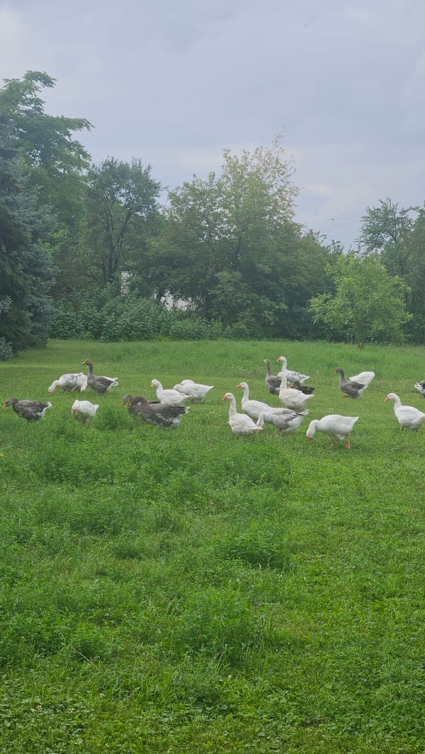 Backyard wildlife and morning joggers in Prešov