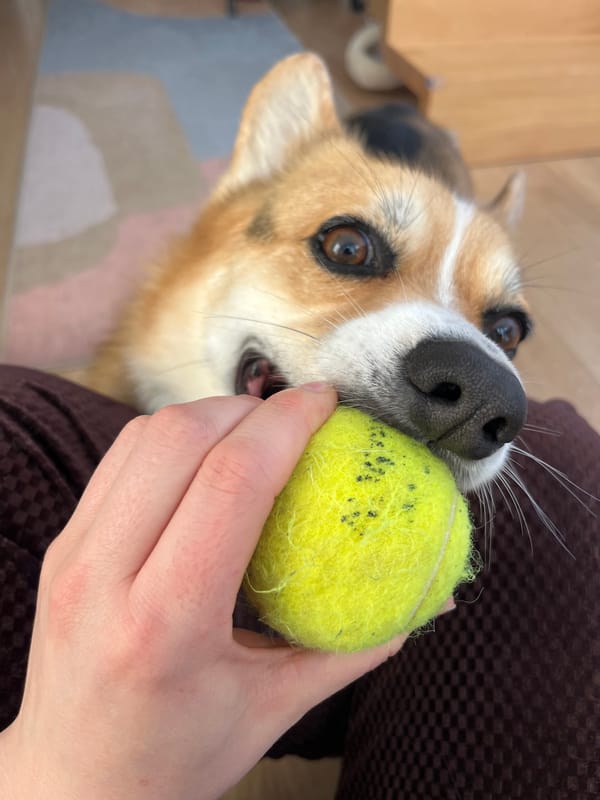 Morning breakfast shared with Welsh Corgi in German countryside