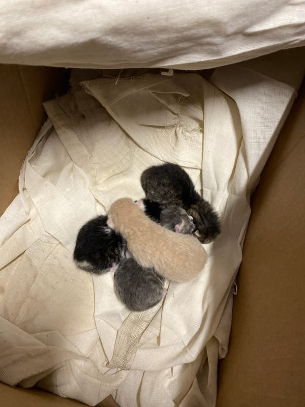 Newborn kittens found in box, office workspace documented
