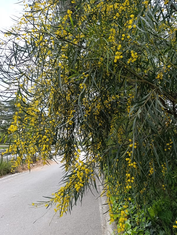 Morning stroll documented at Antalya Zoo in Kepez, Turkey