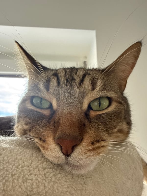 Tabby cat photographed resting in Nožice, Slovenia