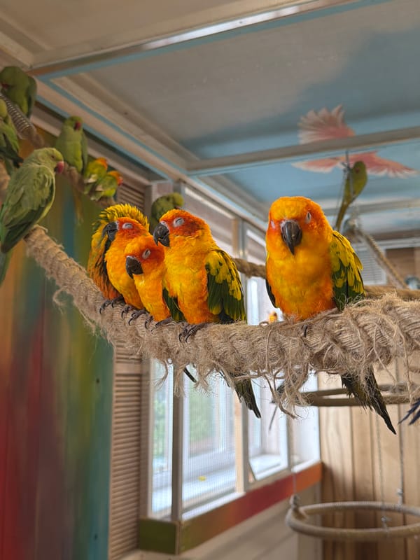 Quiet moments captured in Yekaterinburg: sleeping parrots, woodland walk
