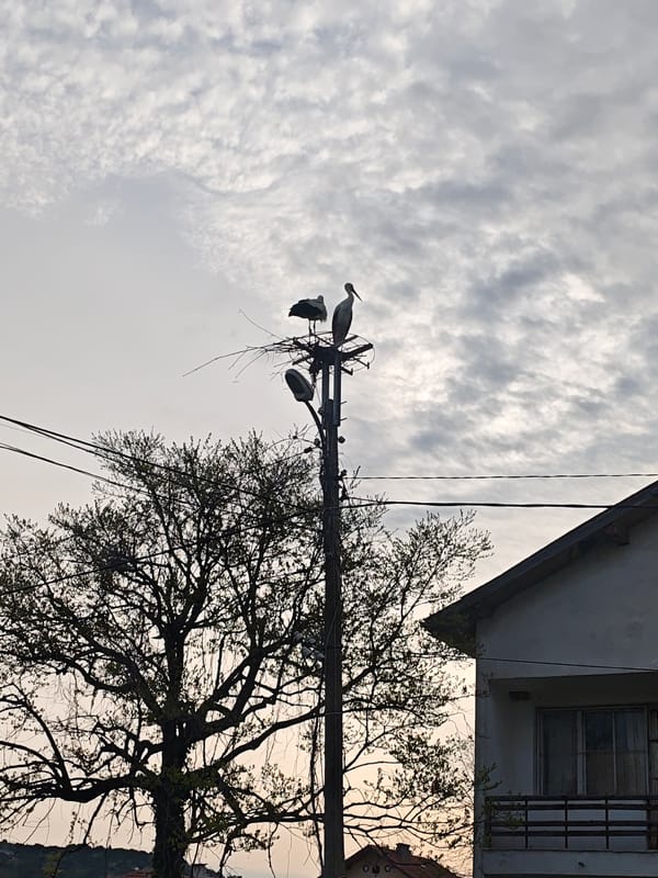 White storks spotted nesting near residential utility poles