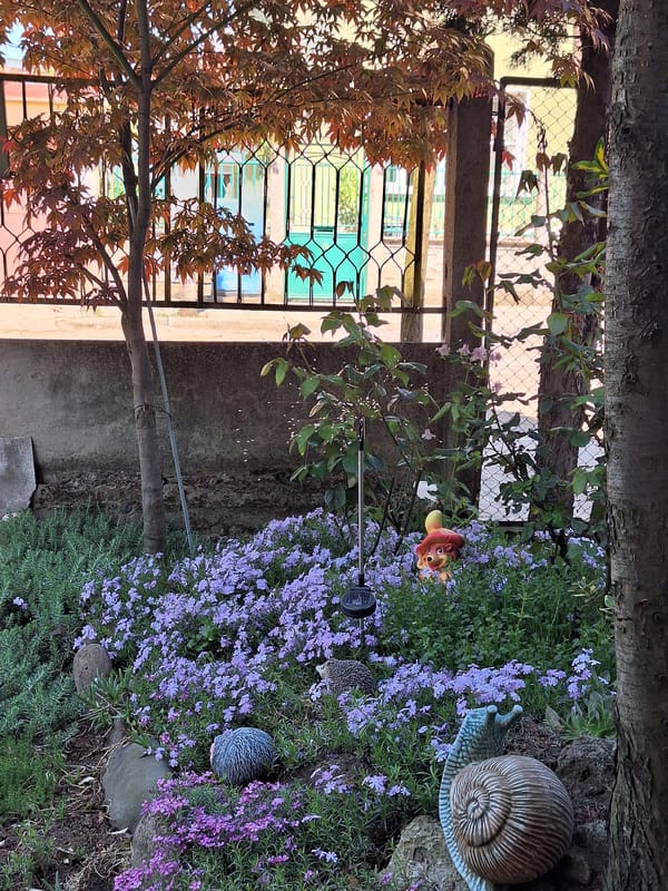 Spring garden blooms documented in Montana, Bulgaria