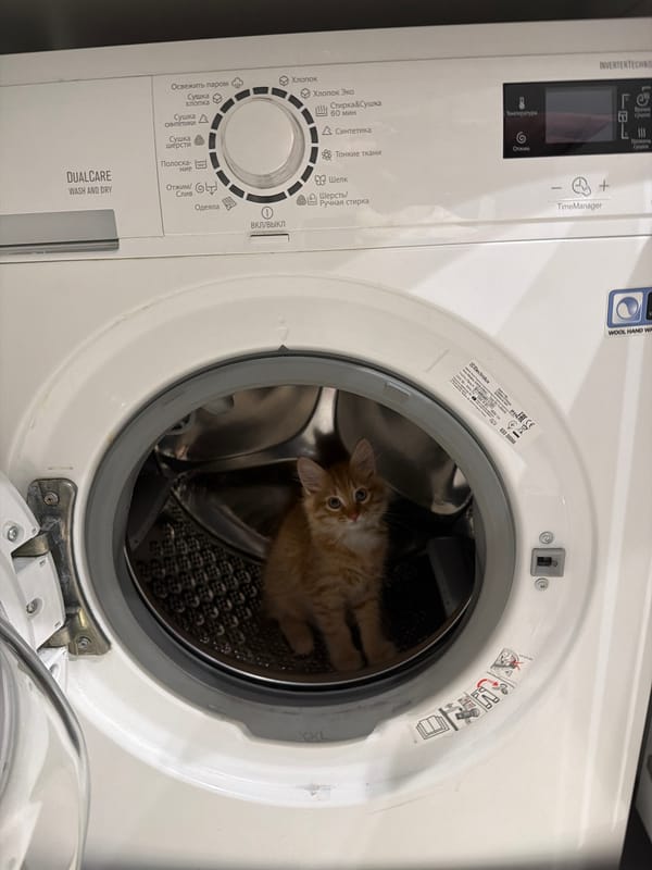 Kitten found inside washing machine drum in Khimki, Russia