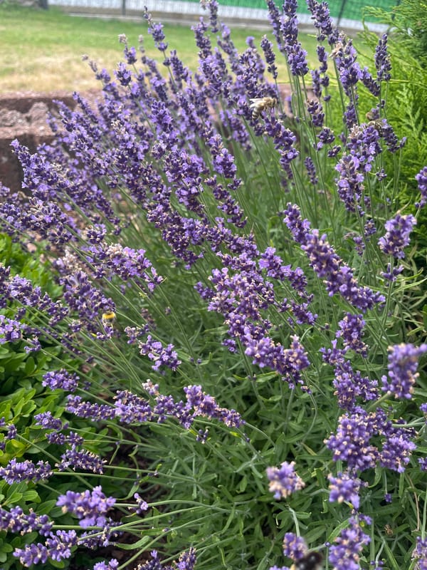 Bees among blooming lavender in Neustadt, Germany