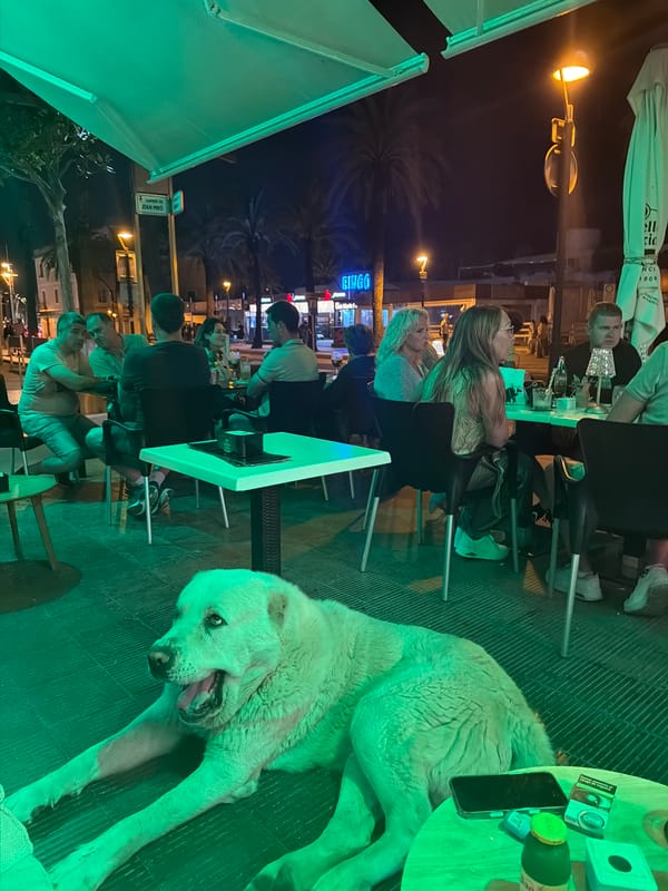 Dog rests at green-lit outdoor cafe in Salou, Spain