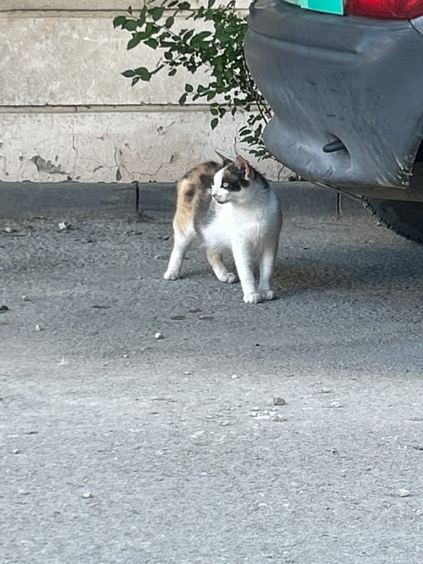Calico cat pauses beside a parked dark gray vehicle