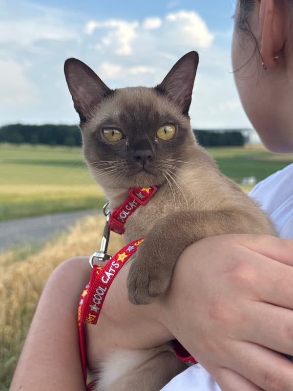 Cats and aircraft share the frame at Hahn, Germany