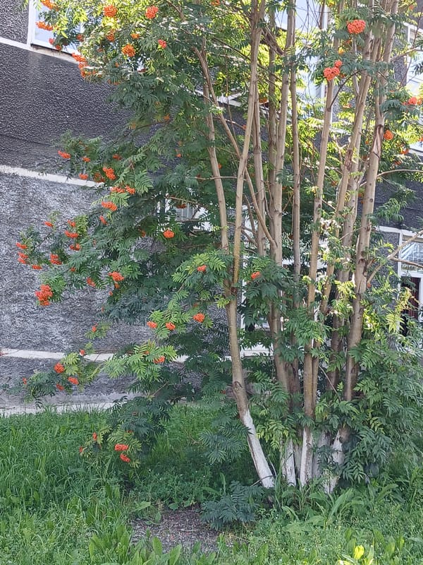 Late summer neighborhood stroll past gardens, street scenes, and a school playground.