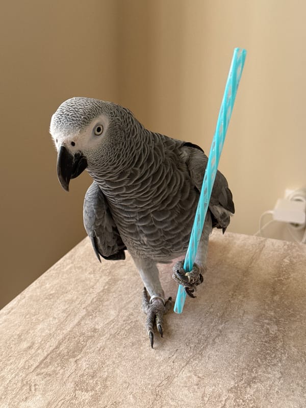 Sunny Burgas coastline and a playful African Grey Parrot