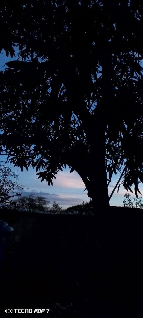 Twilight through the trees in Altagracia, Venezuela