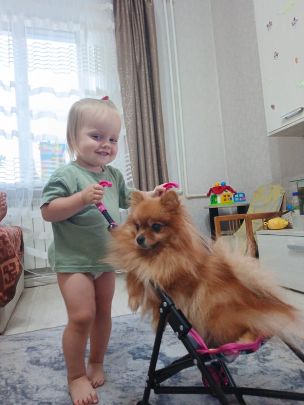 Kids and small dogs on a relaxed afternoon in Zlatoust