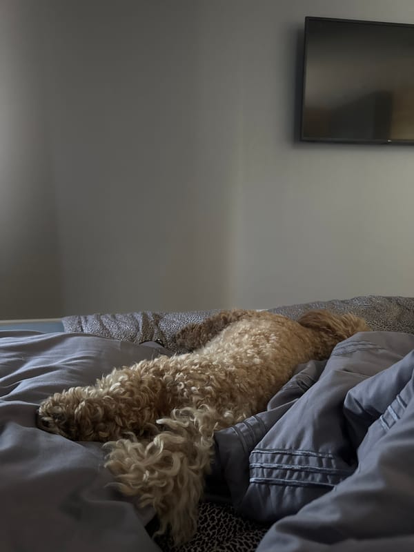 Lazy morning at home: dog cuddles and kitchen chores