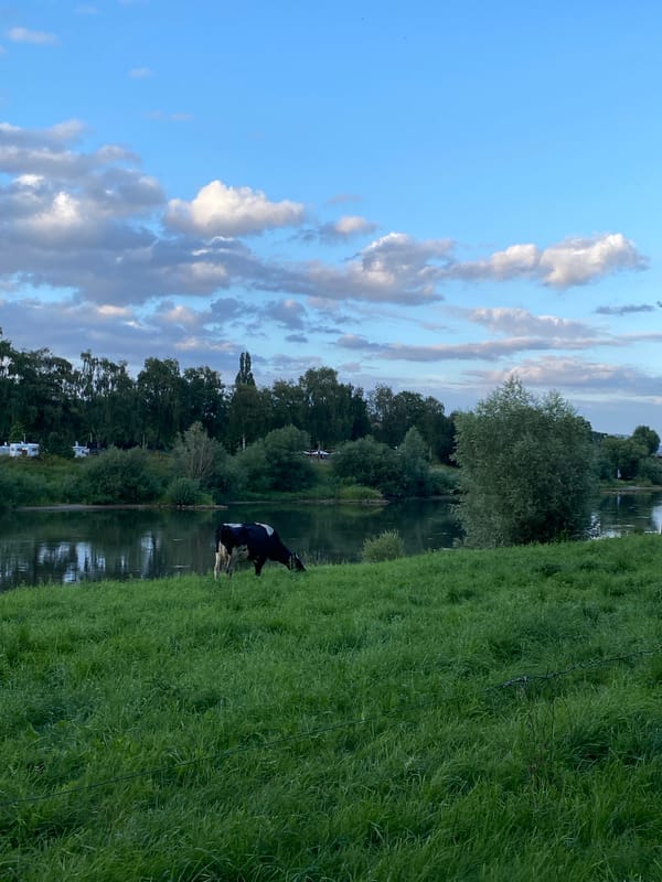 Riverside pasture at dusk, Rinteln, Germany