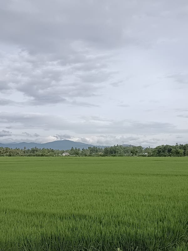 Lush rice paddy fields stretch across Blang Lilue under cloudy skies