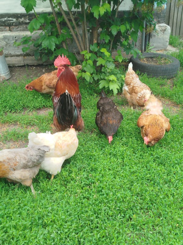 Rural chickens and cats observed in Ukrainian village yards