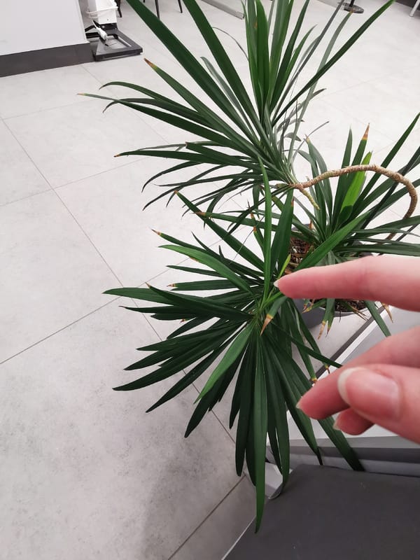 Morning indoor activities include plant interaction, selfies, office visit