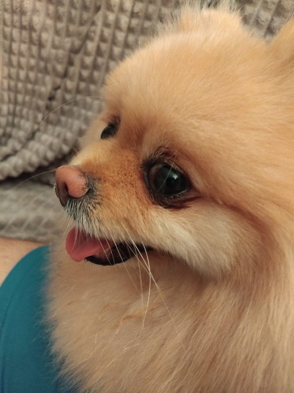 Pomeranian dog lounging in Apriltsi, Bulgaria