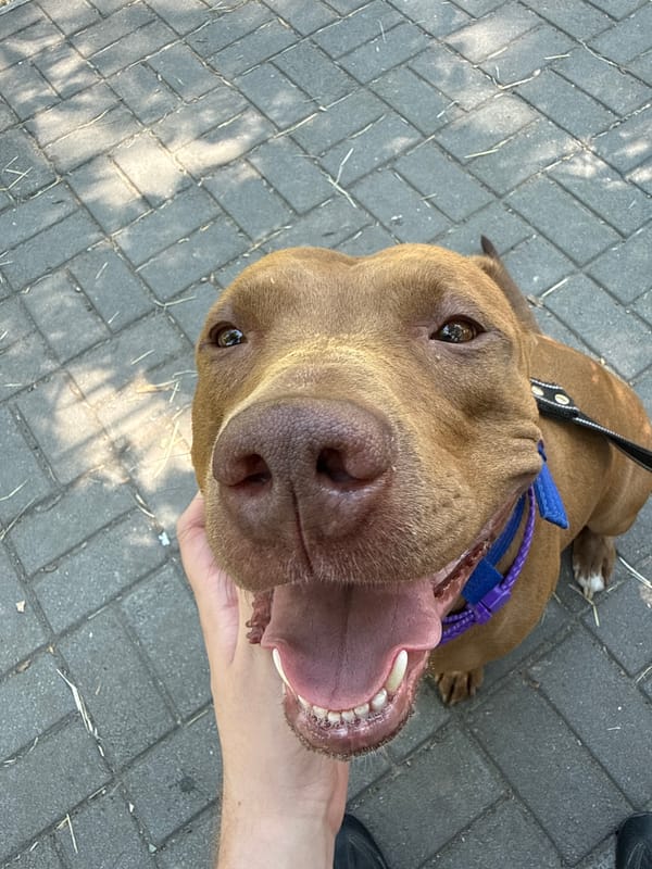 Pit bull enjoying a sunny morning walk through the park